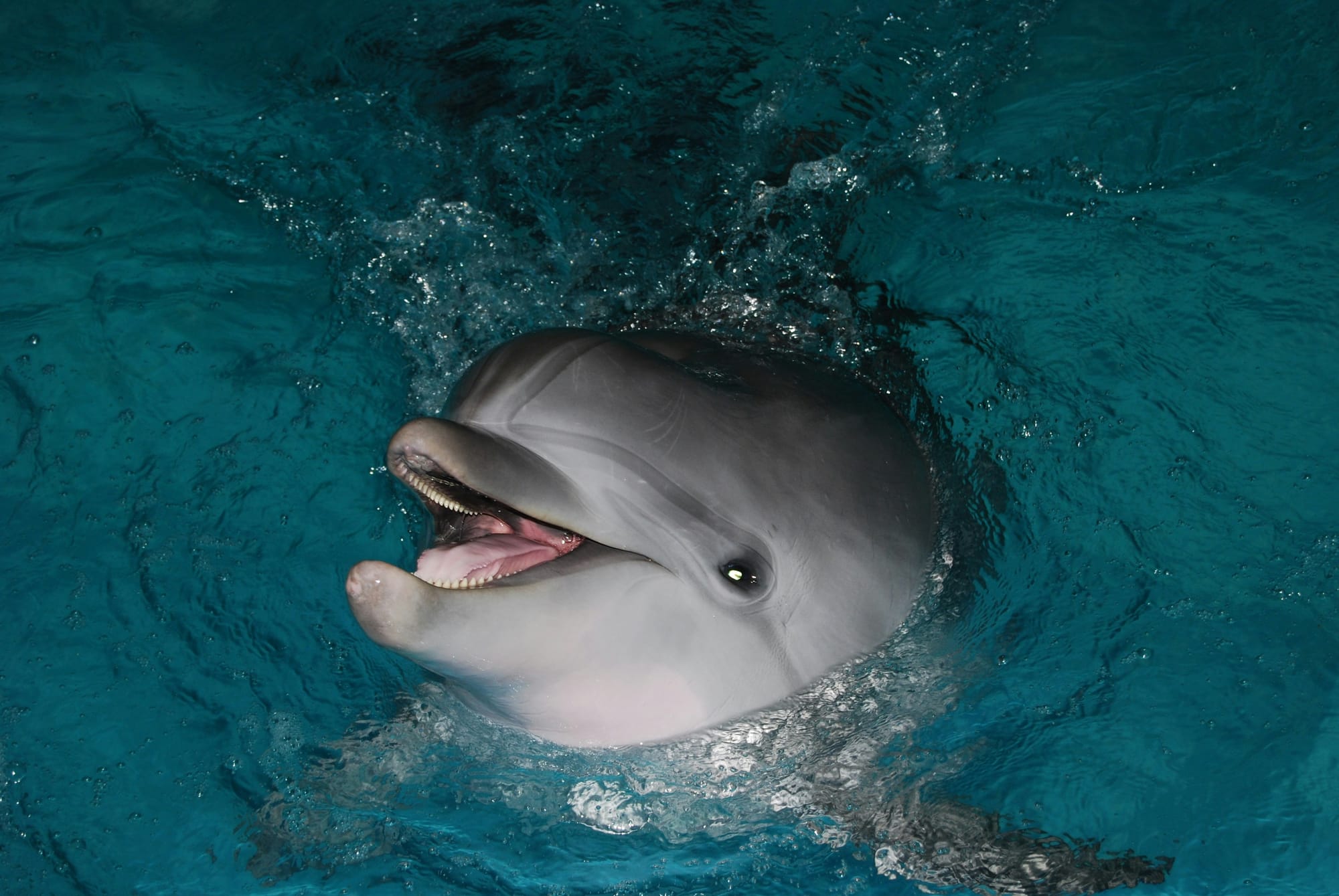 Google’s DolphinGemma AI Model Opens New Possibilities in Dolphin Communication Research