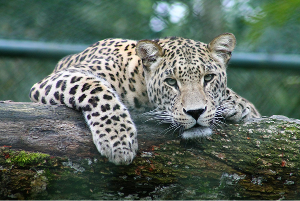 Google’s New SpeciesNet Model Enhances Wildlife Monitoring Systems